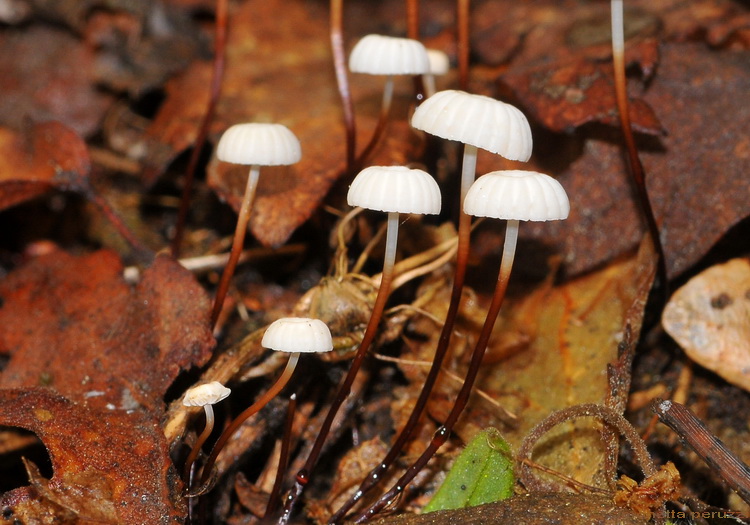 Marasmius bulliardii